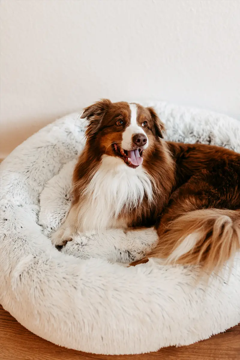HundeRast – Hochwertige Hundebetten, Couches & Decken